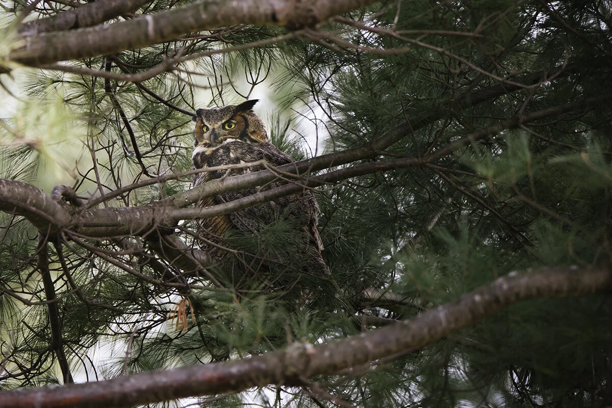 hoot!