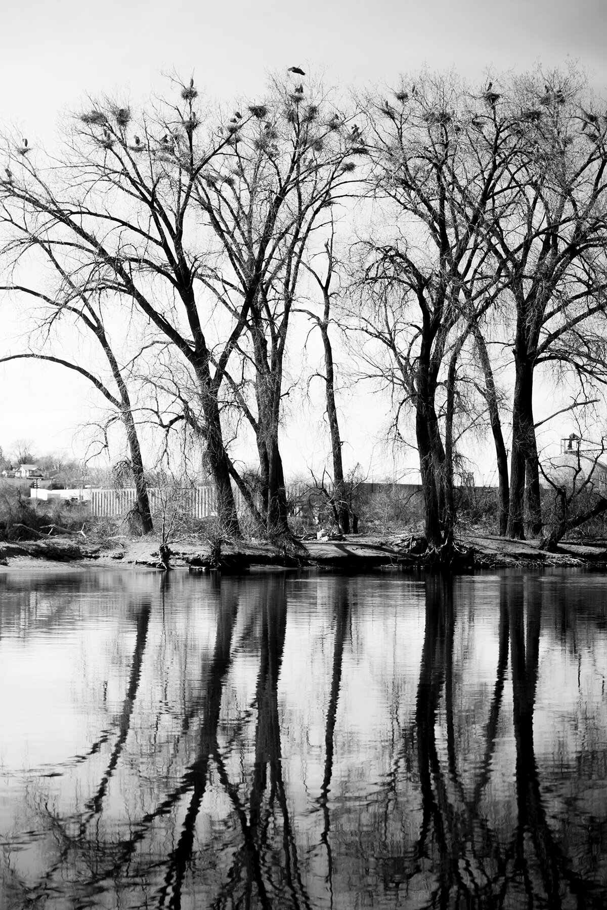 blue heron rookery