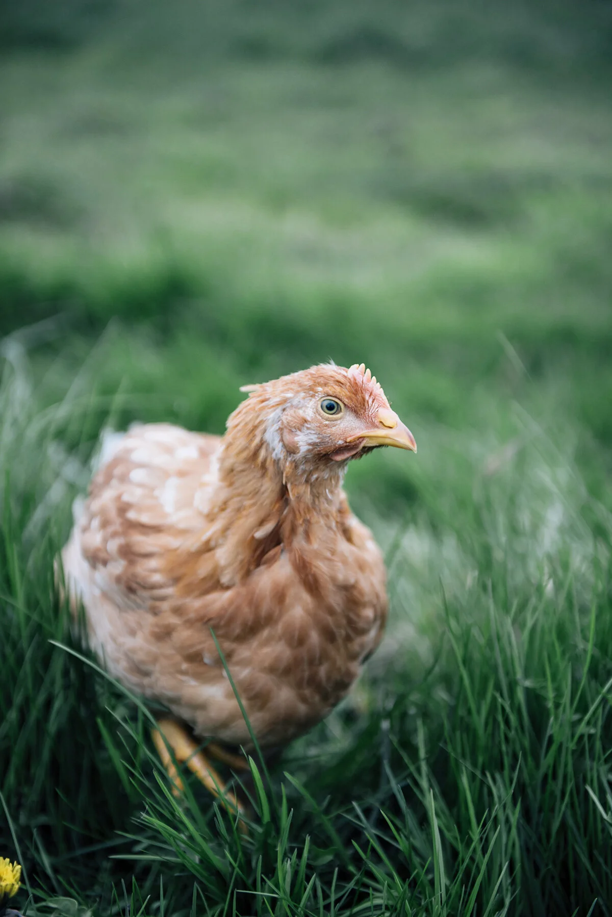 more from the farm