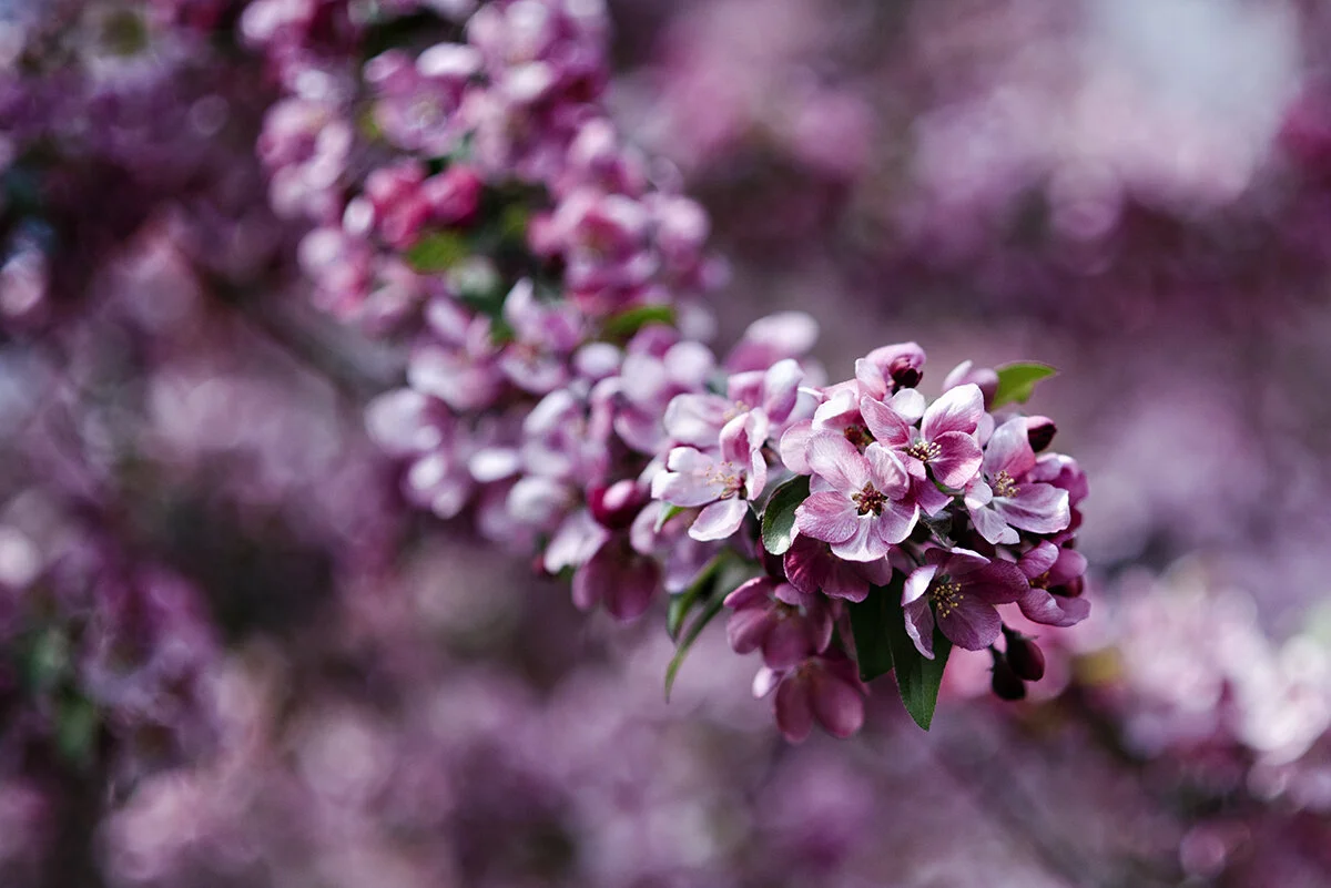 blooming trees