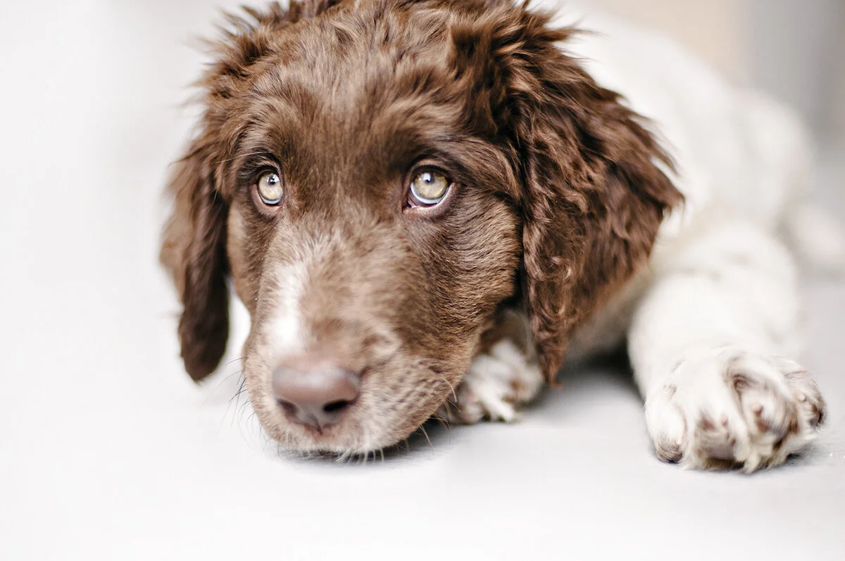 meet buck