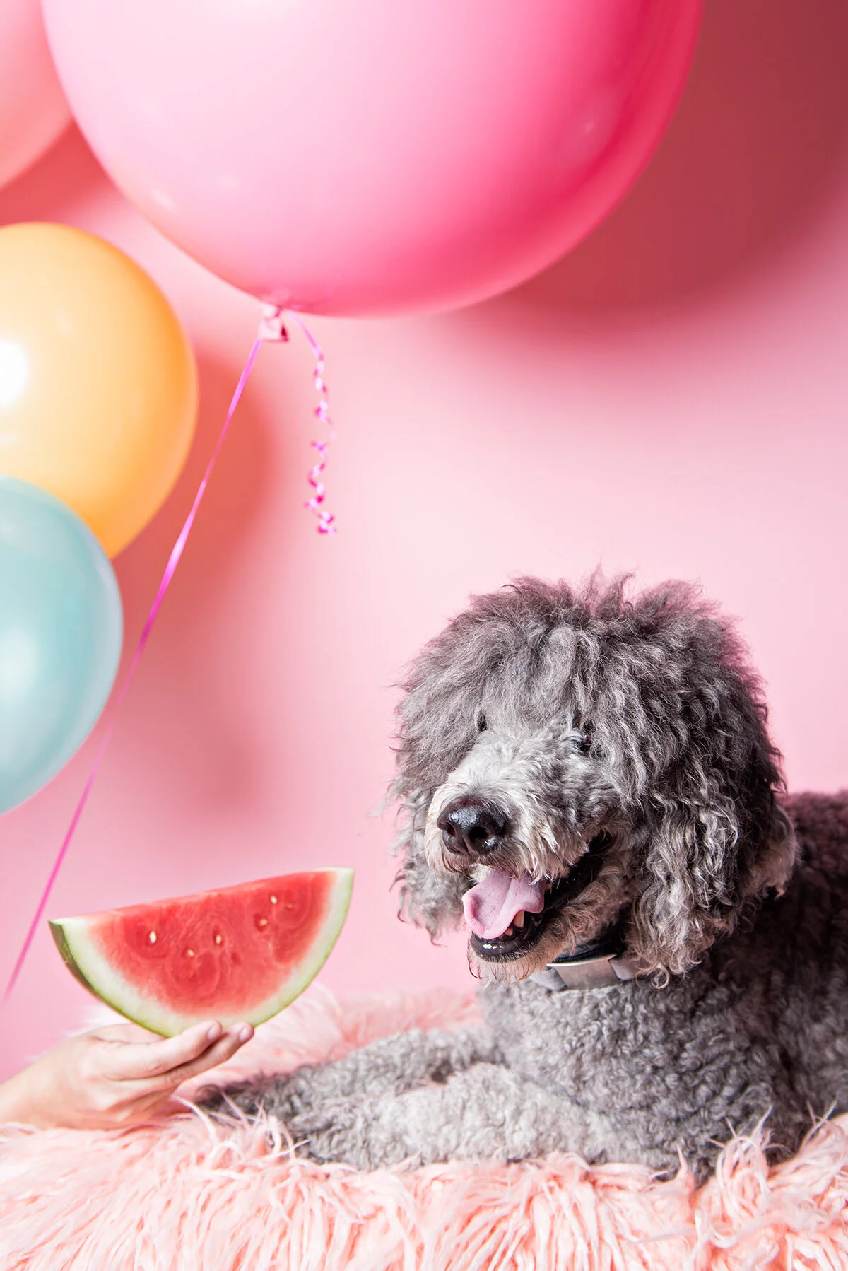 The patient poodle