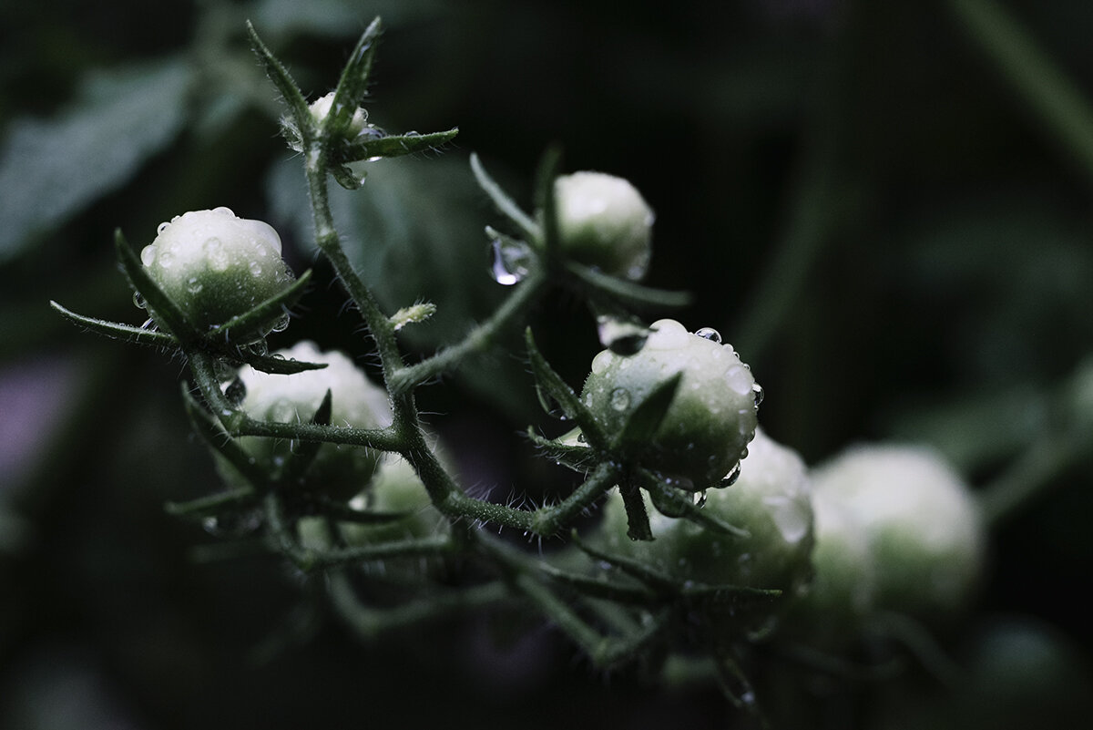 summer storms