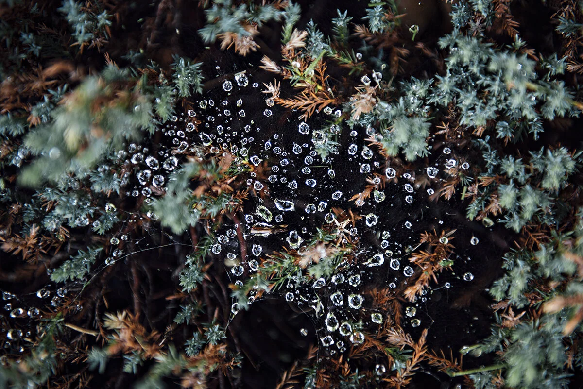 morning dew
