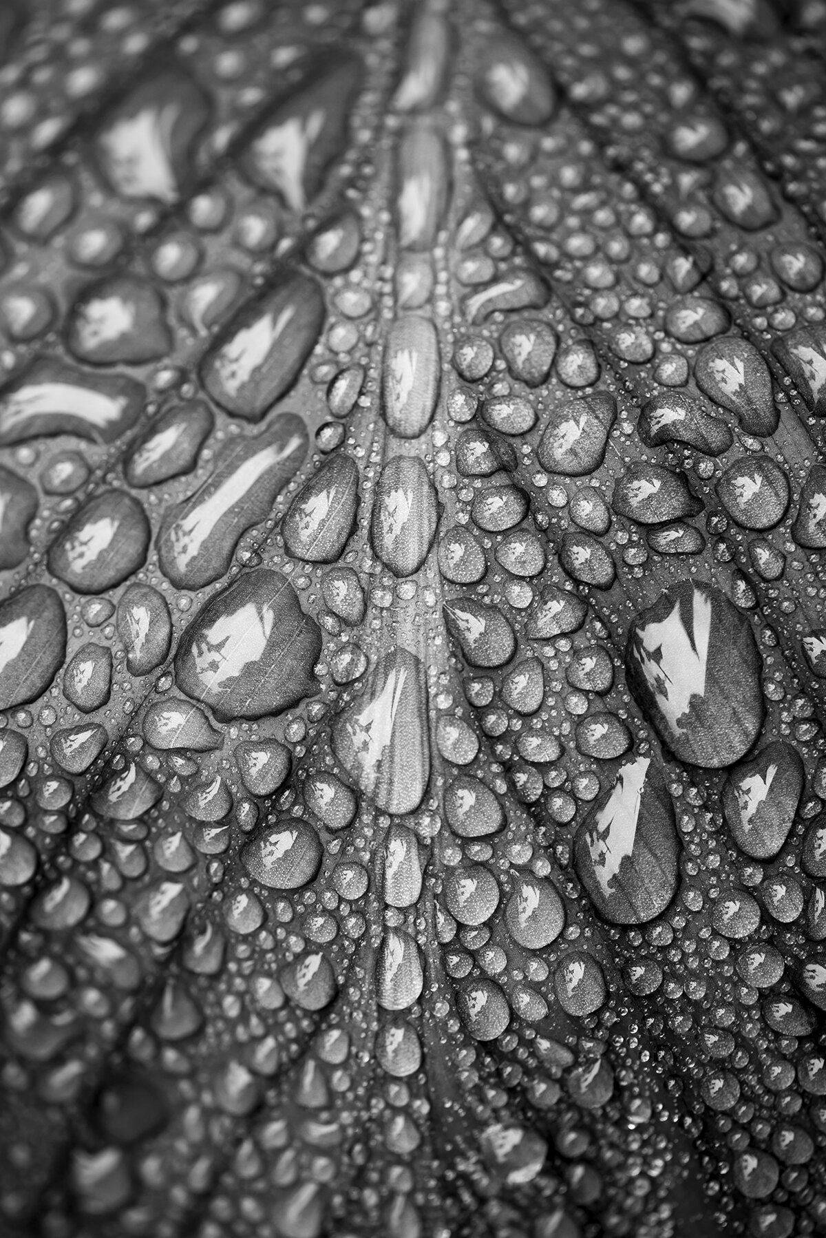 more rain drops