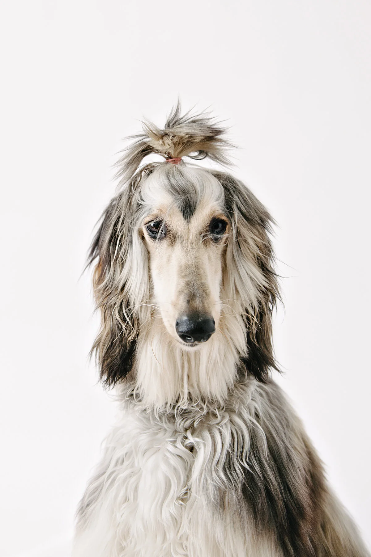 super model dog