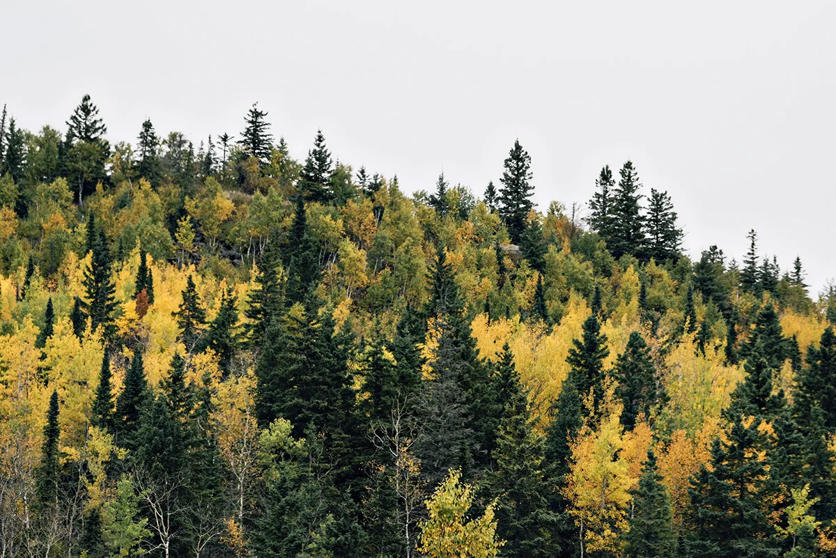fall color in Lutsen