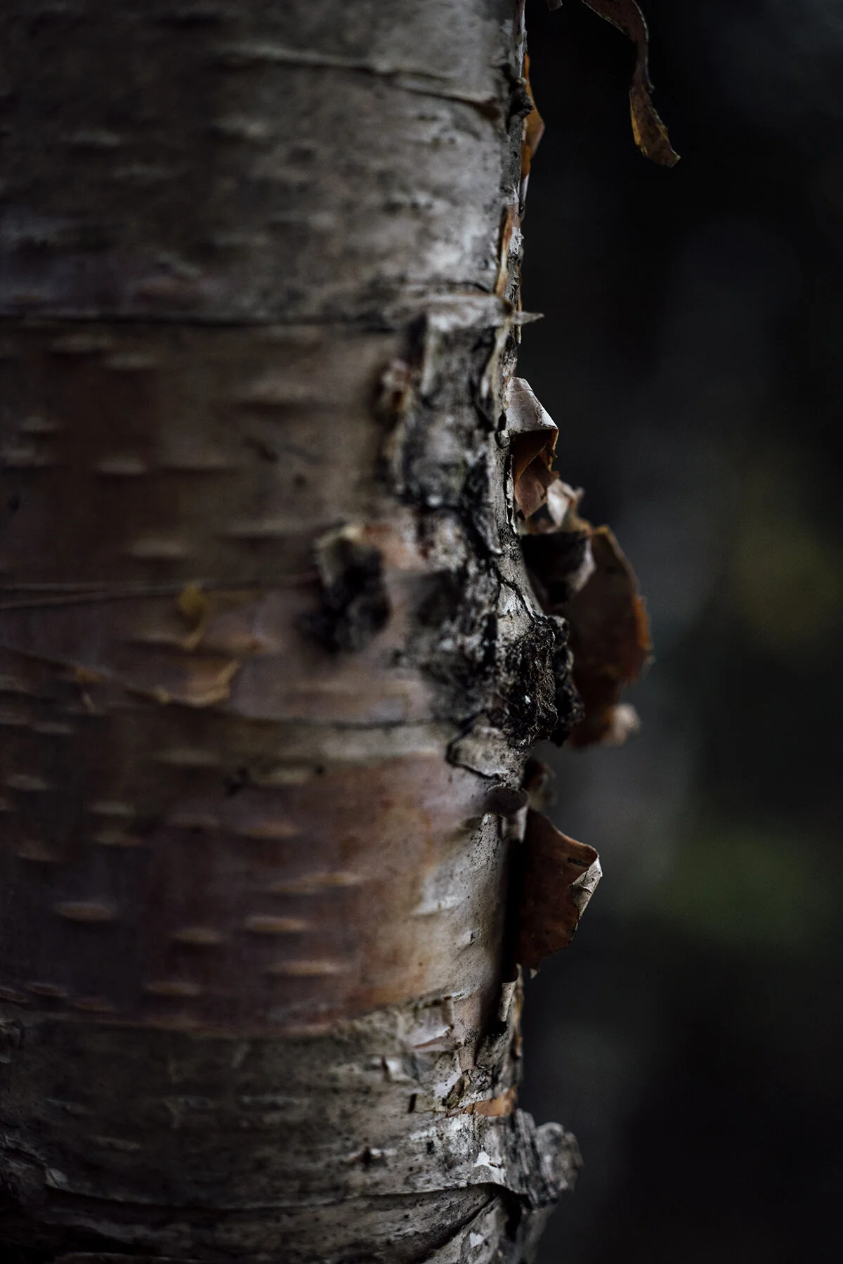 the forest floor