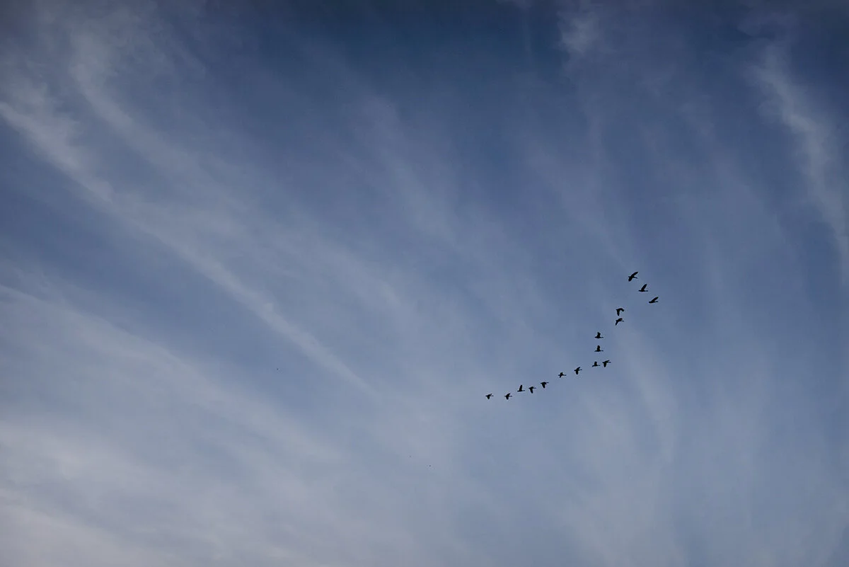 migration