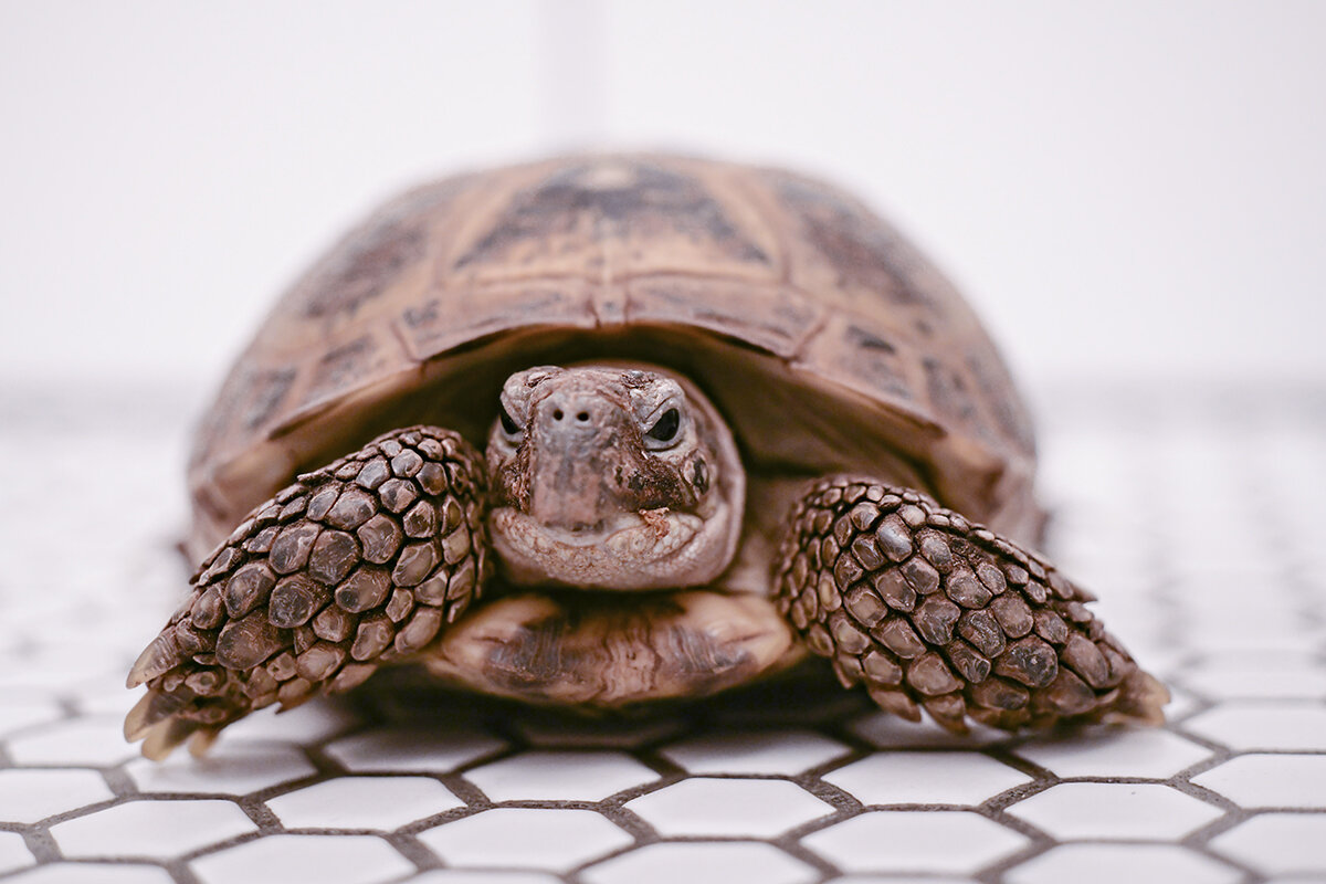 boris the tortoise