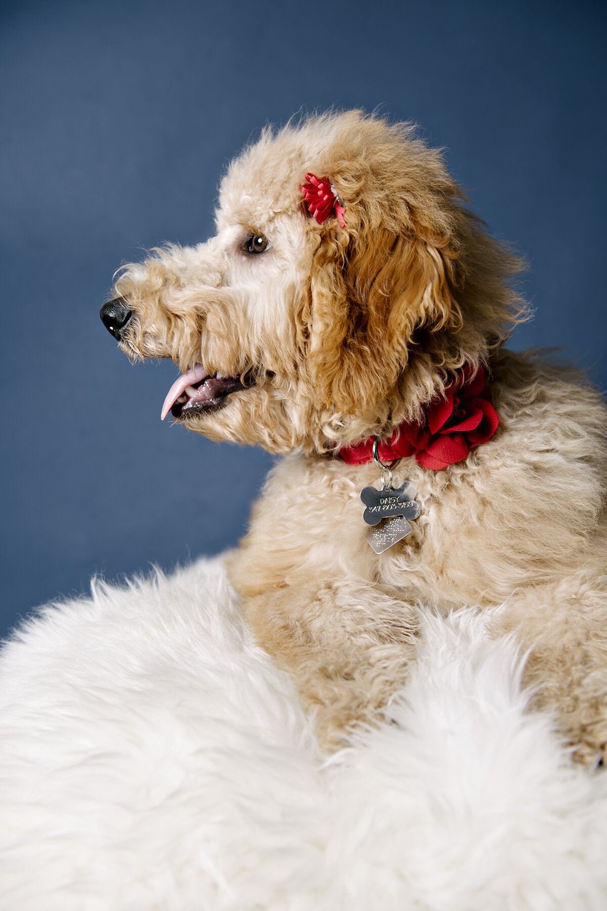 lots of photos. lots of dogs!