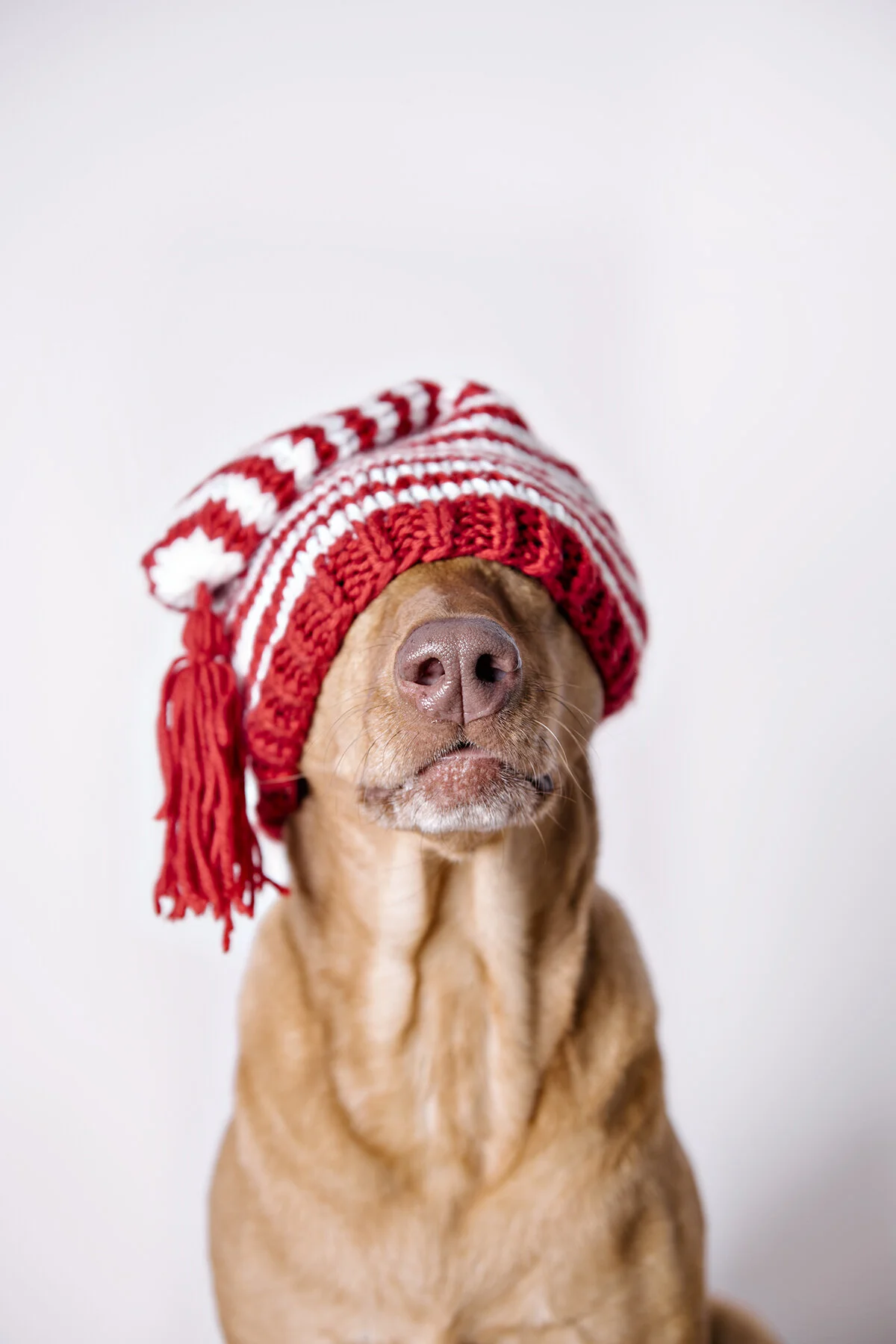 Merry Christmas from Ms. Magda!