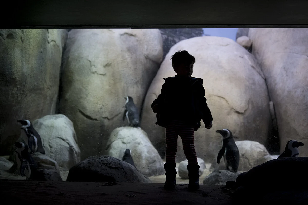 christmas eve at the zoo