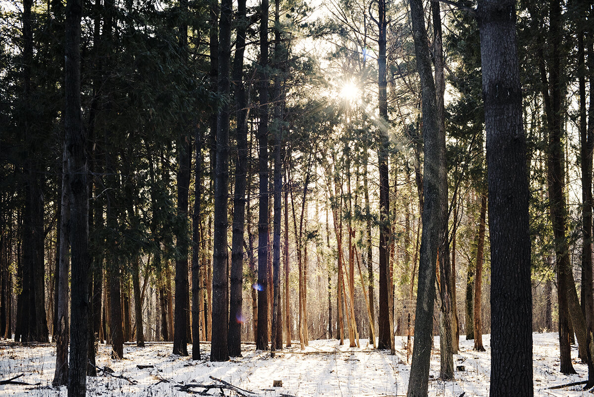 winter walk in the woods
