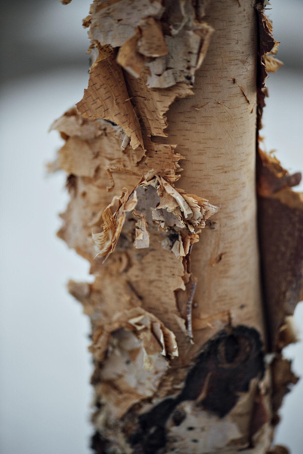 more macro shots