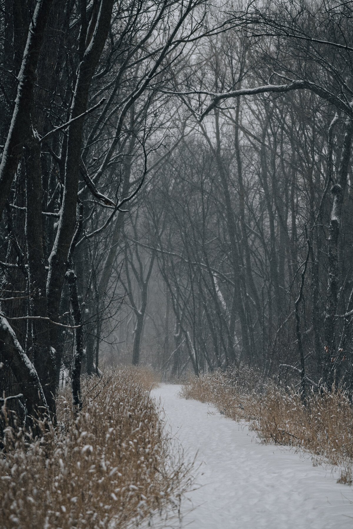 another winter walk