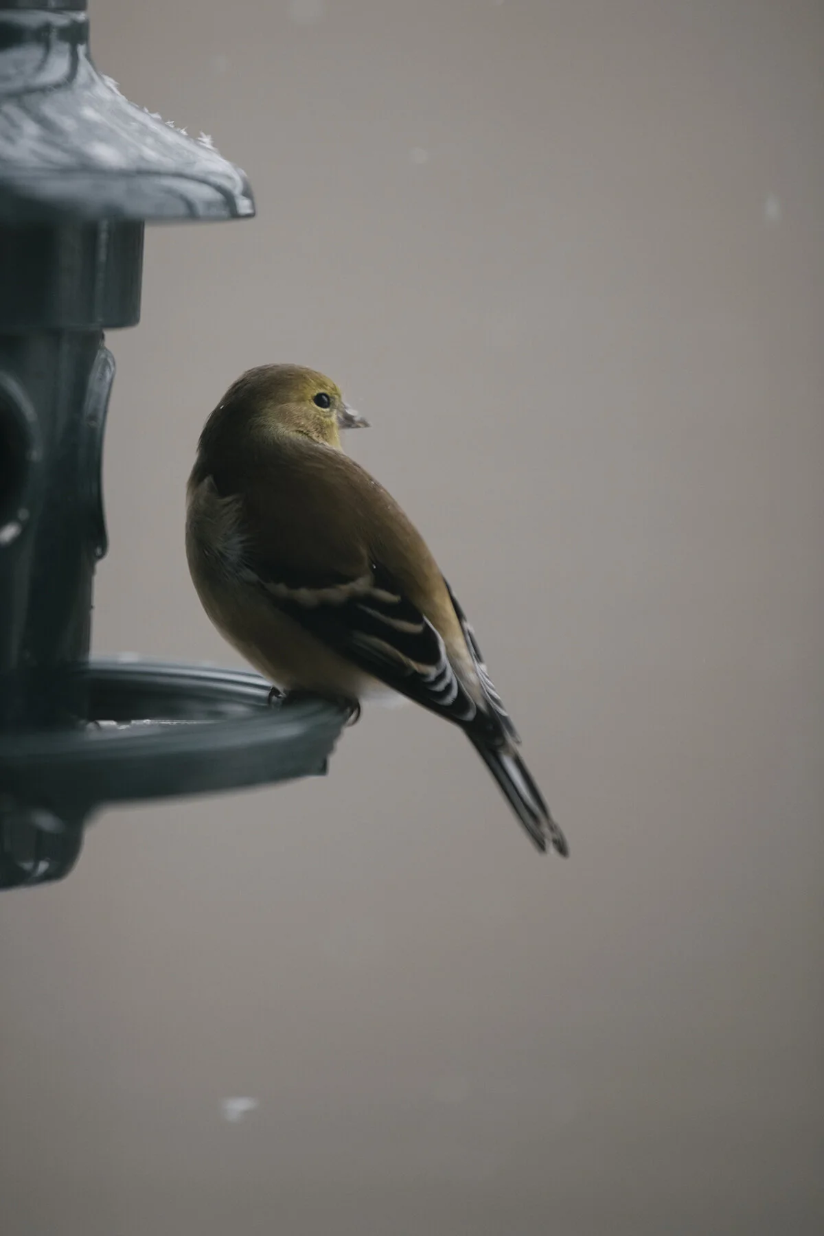 meanwhile, at the feeder