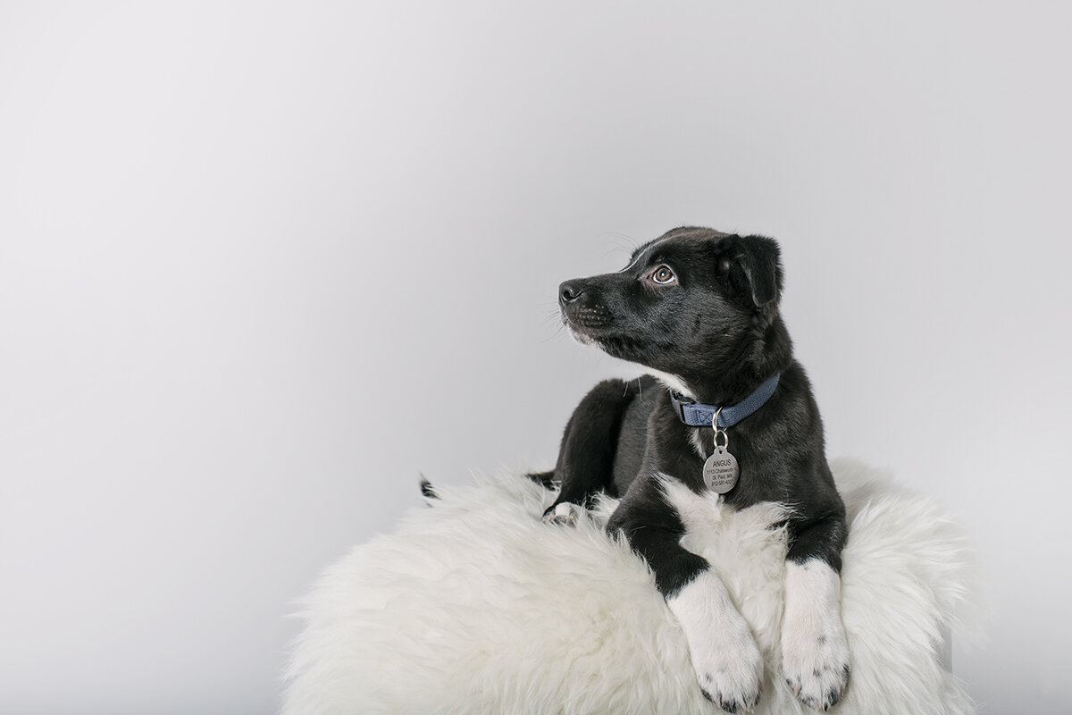 sweet angus