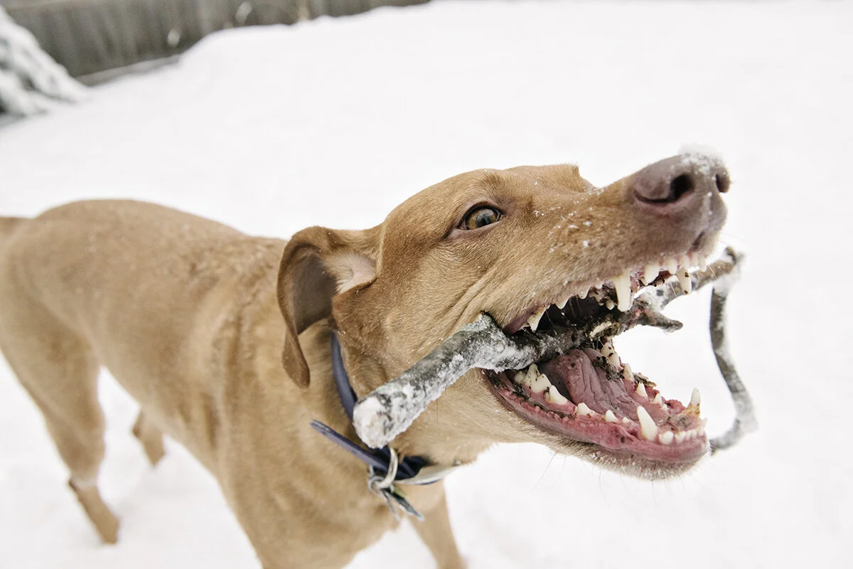 snow lover... sort of