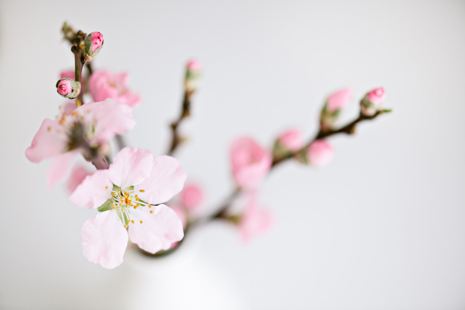 friday flowers