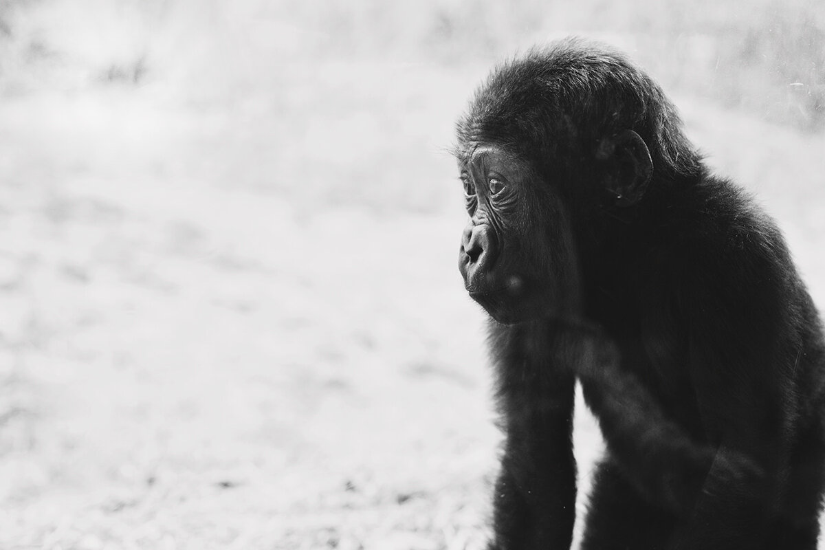 gorillas in our midst