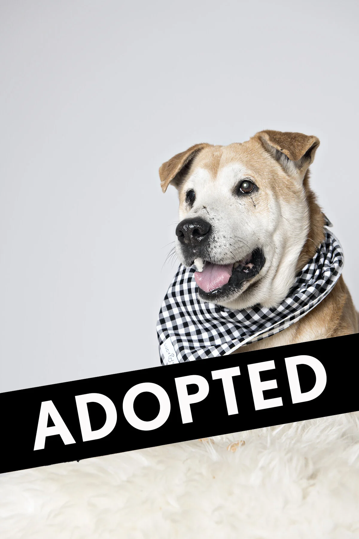 bobby needs your love