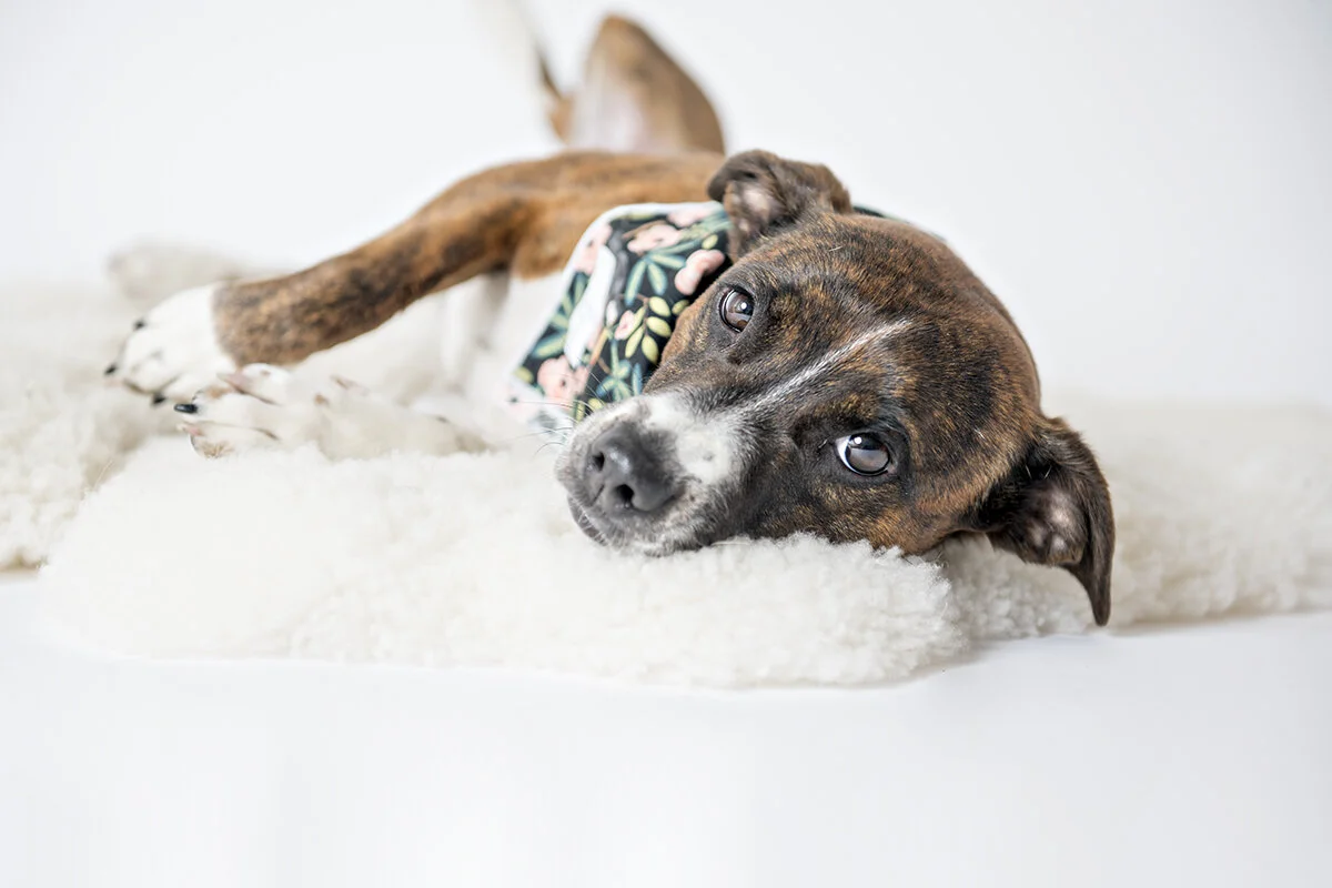 jazzy will melt your  heart