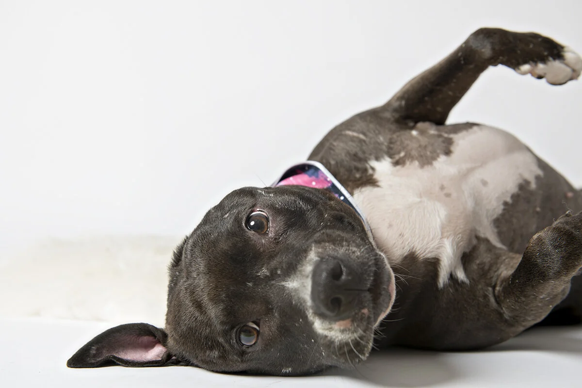 oh sweet, sweet dumpling