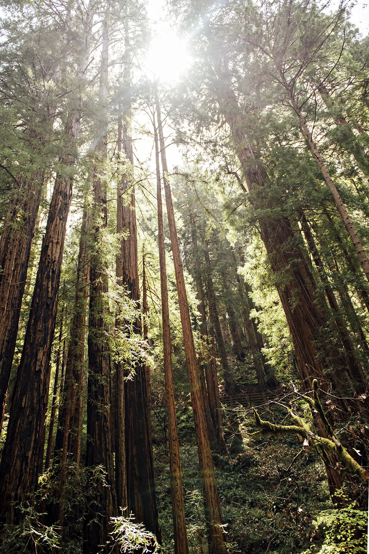 those marvelous redwoods