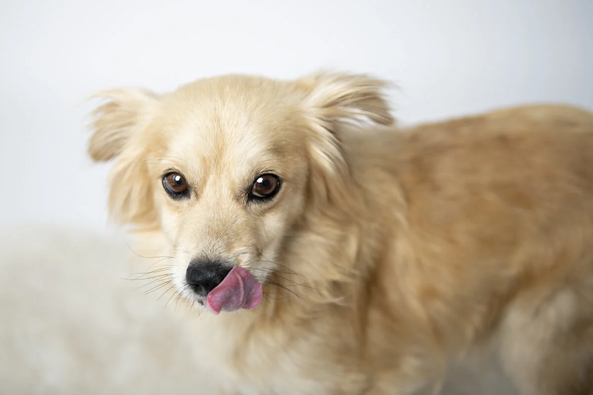 meet sugar. he needs a home.