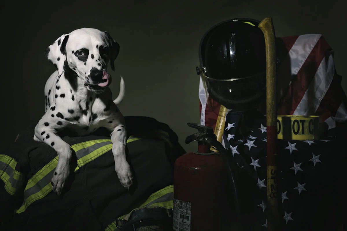 that dalmation I love