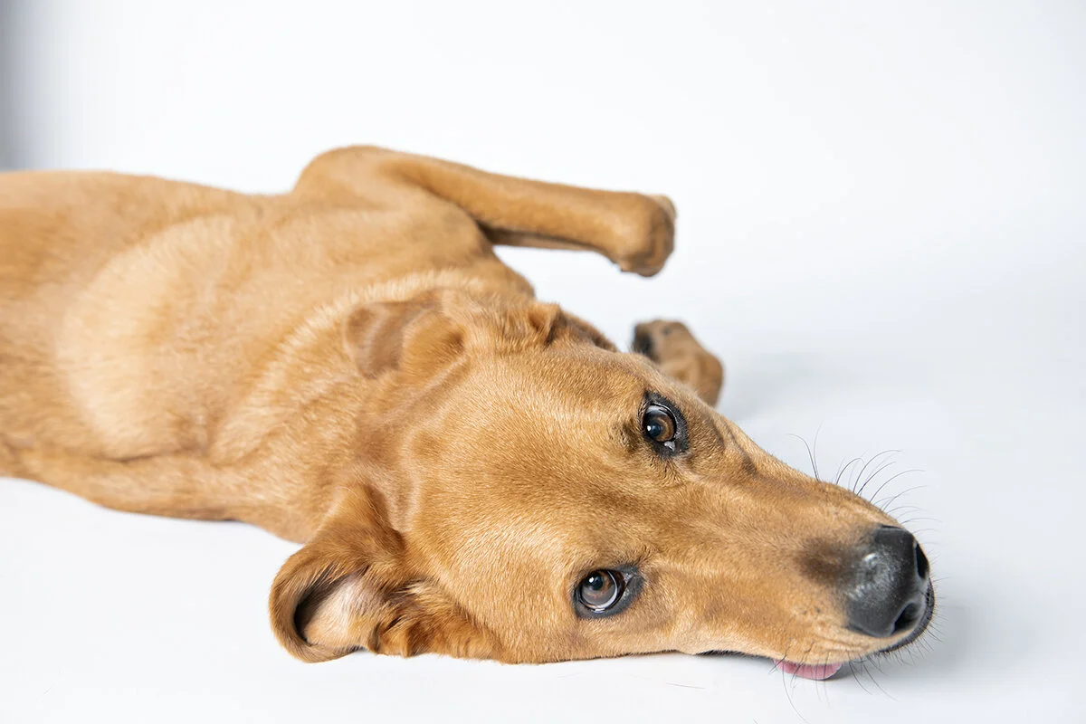 daily dogs? I love it!