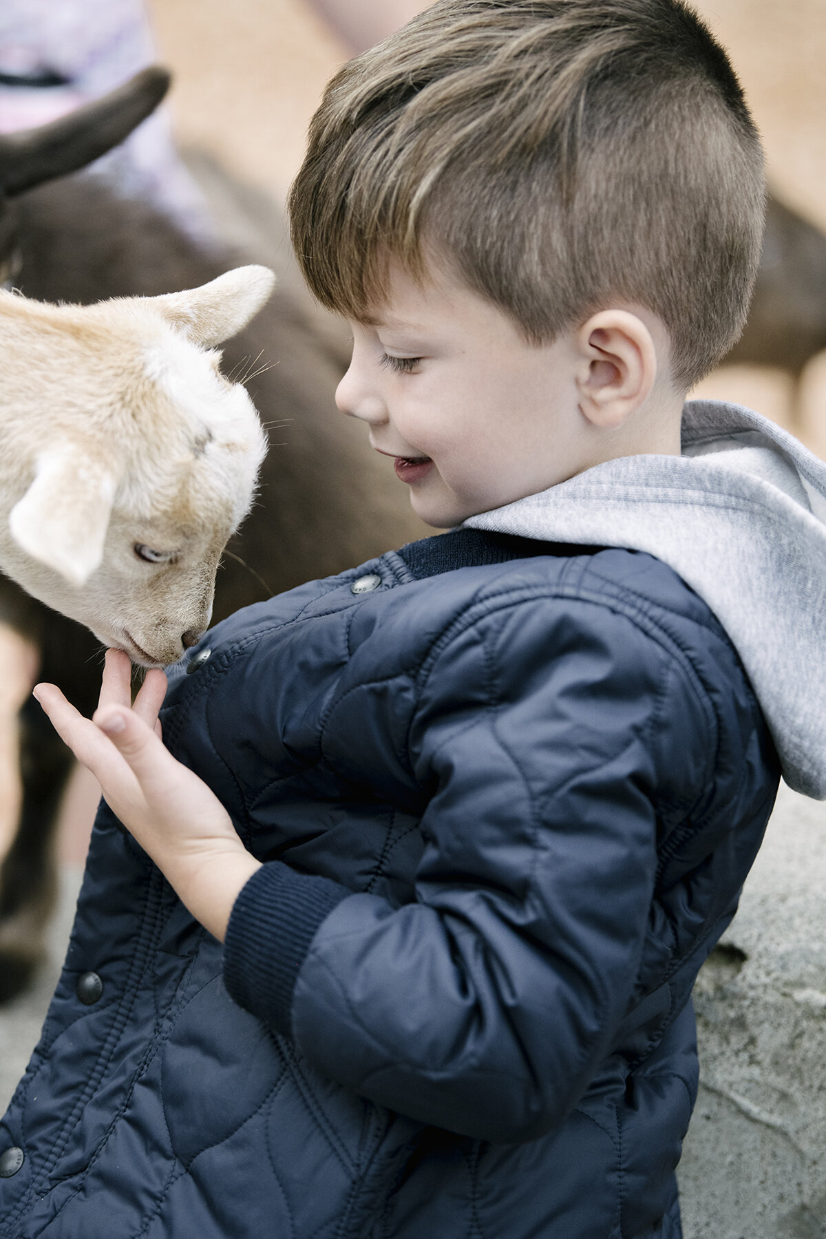 the cutest baby goats are in canada