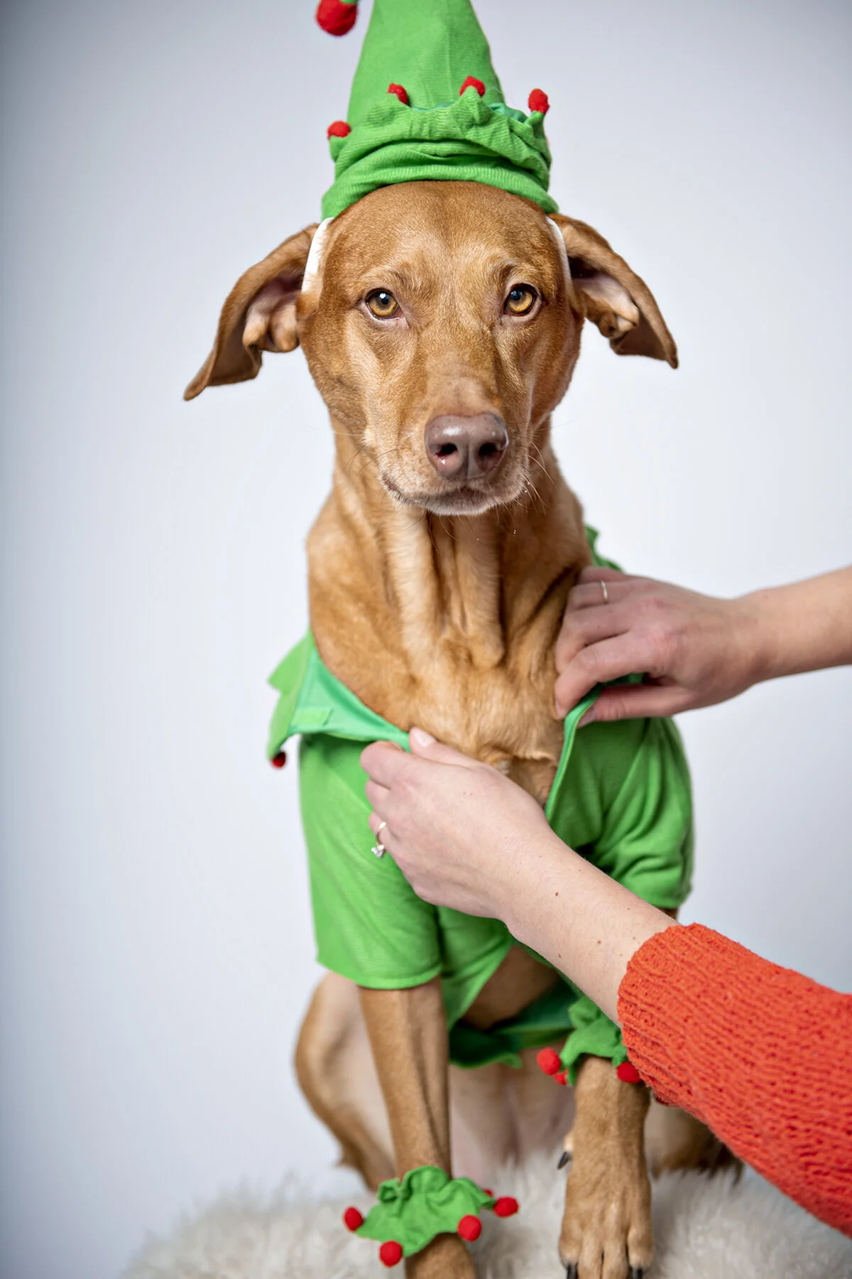 the most patient vizsla