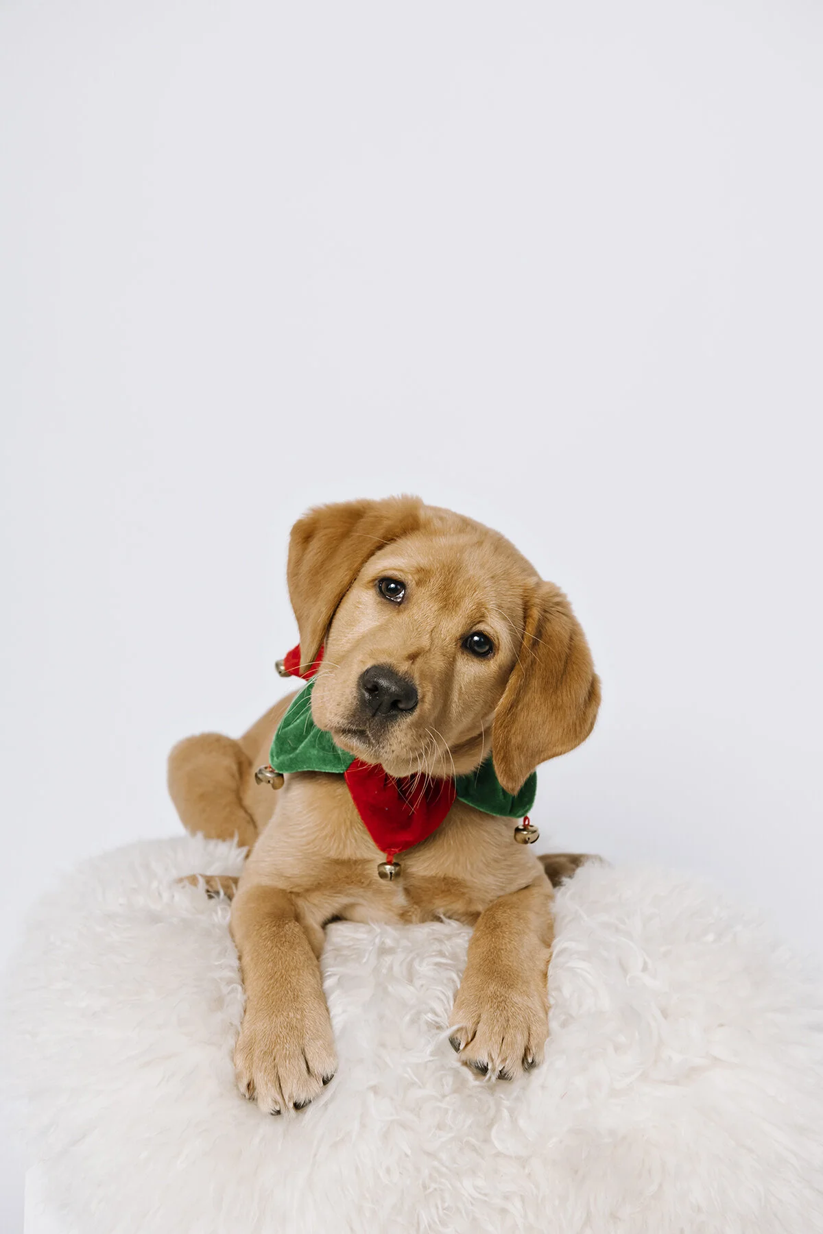 santa's little helper