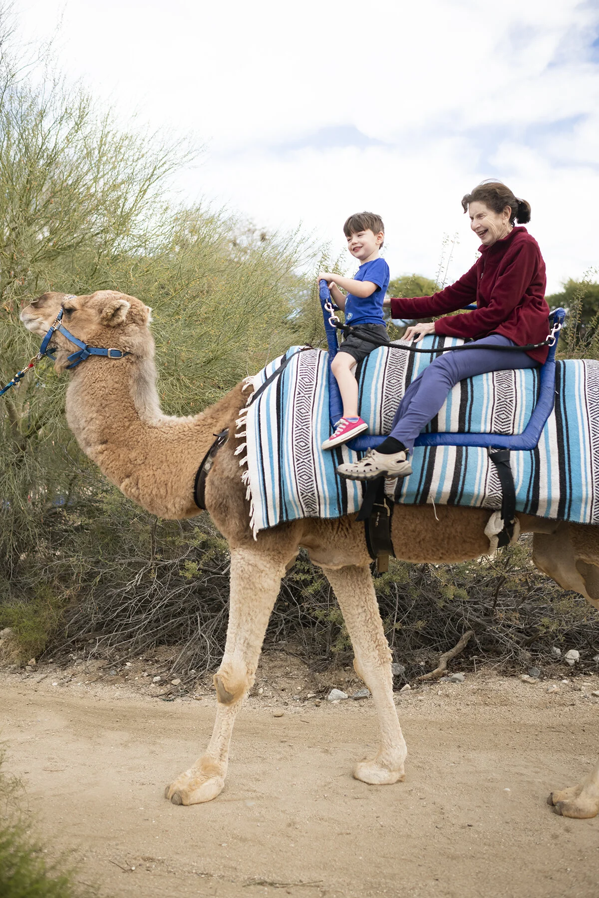 camel rides at the zoo