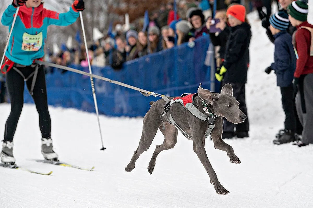 dogs and skis!