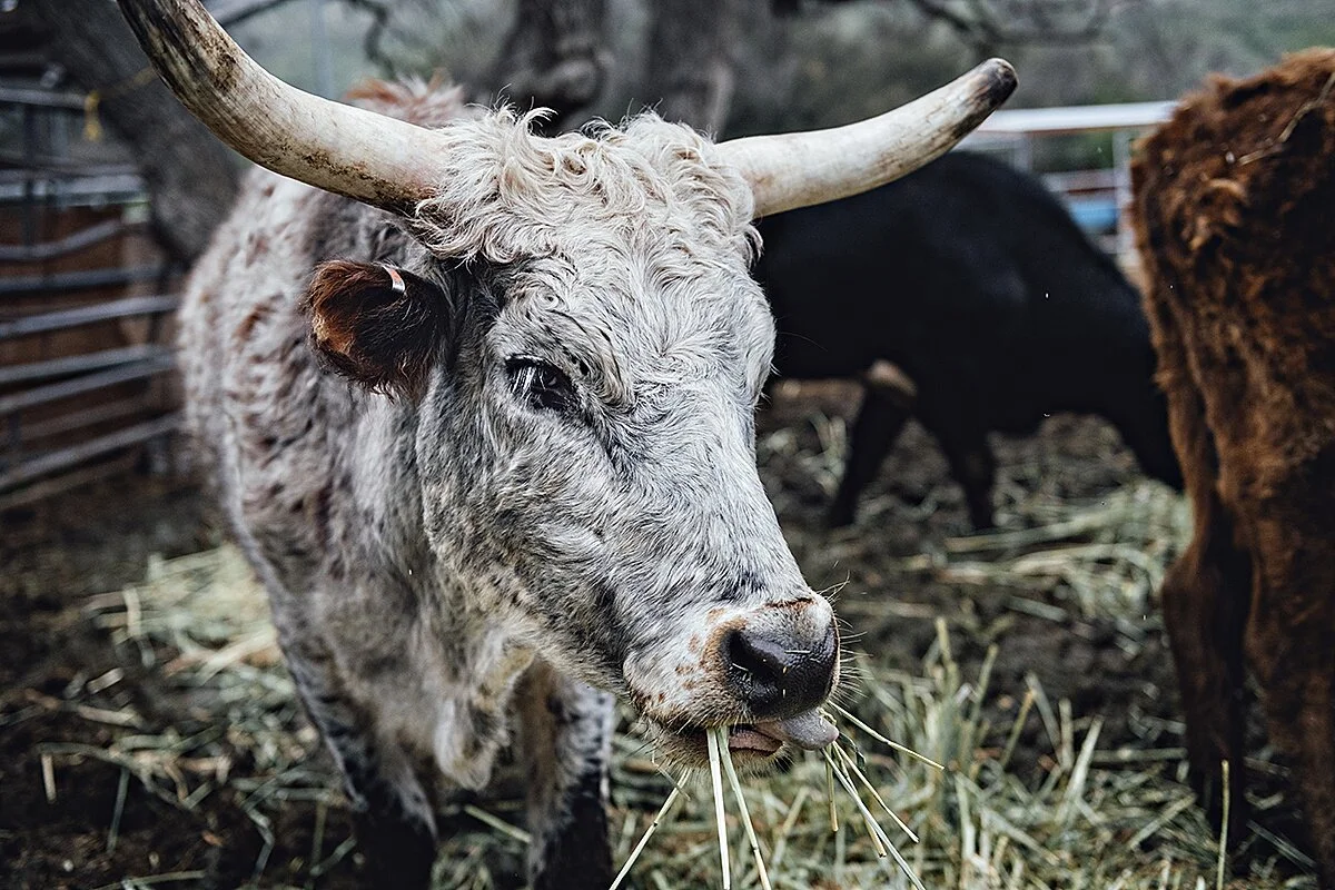 at the ranch in Ojai