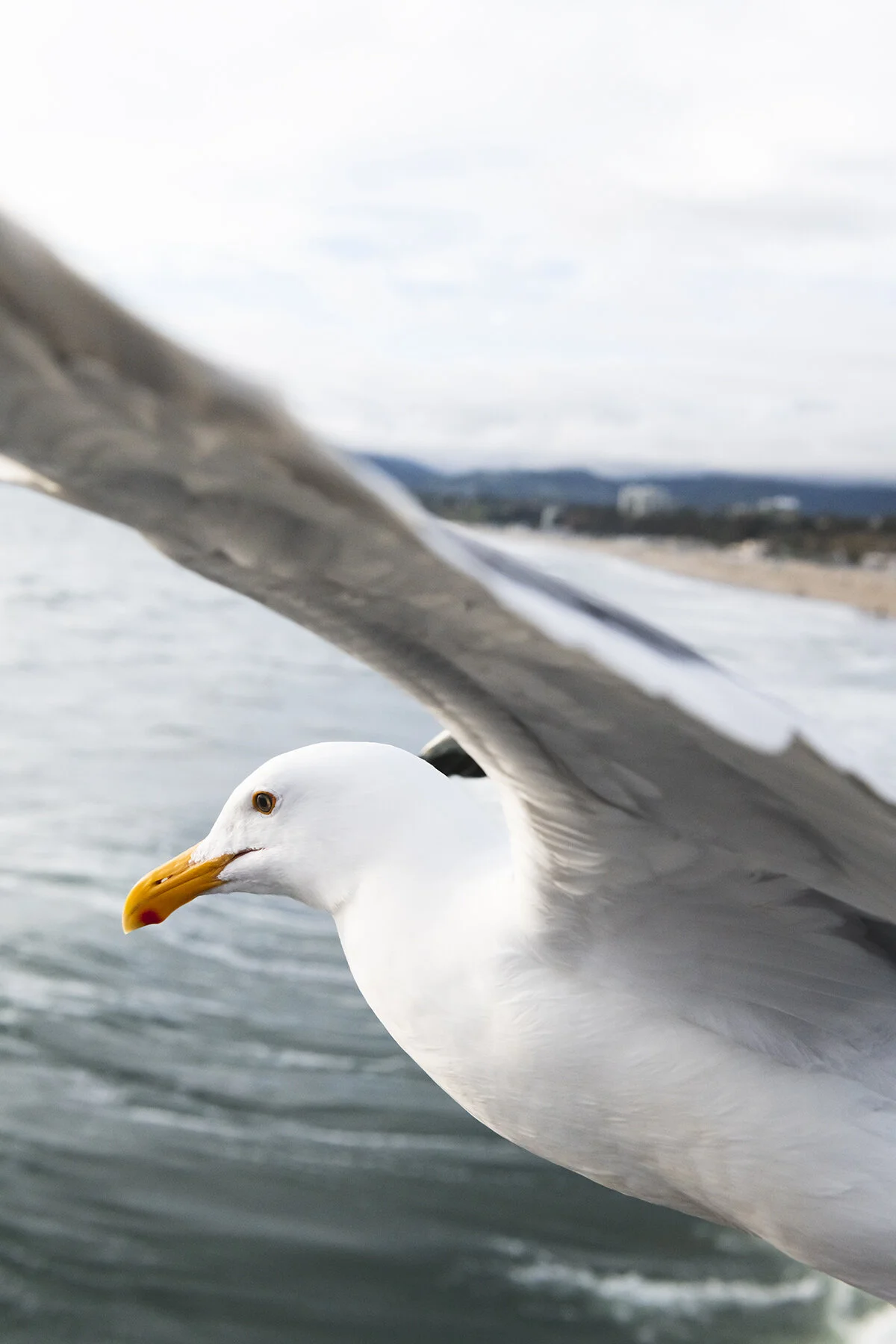 birds on the beach