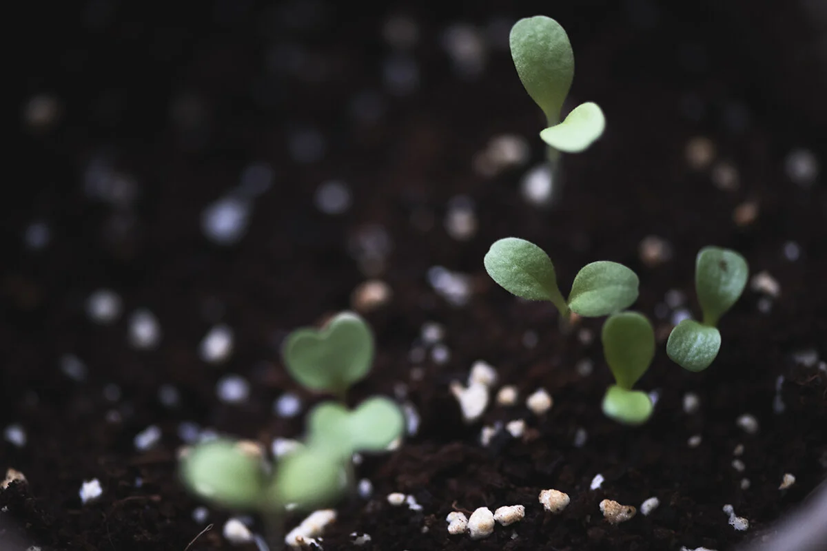 first day of spring!