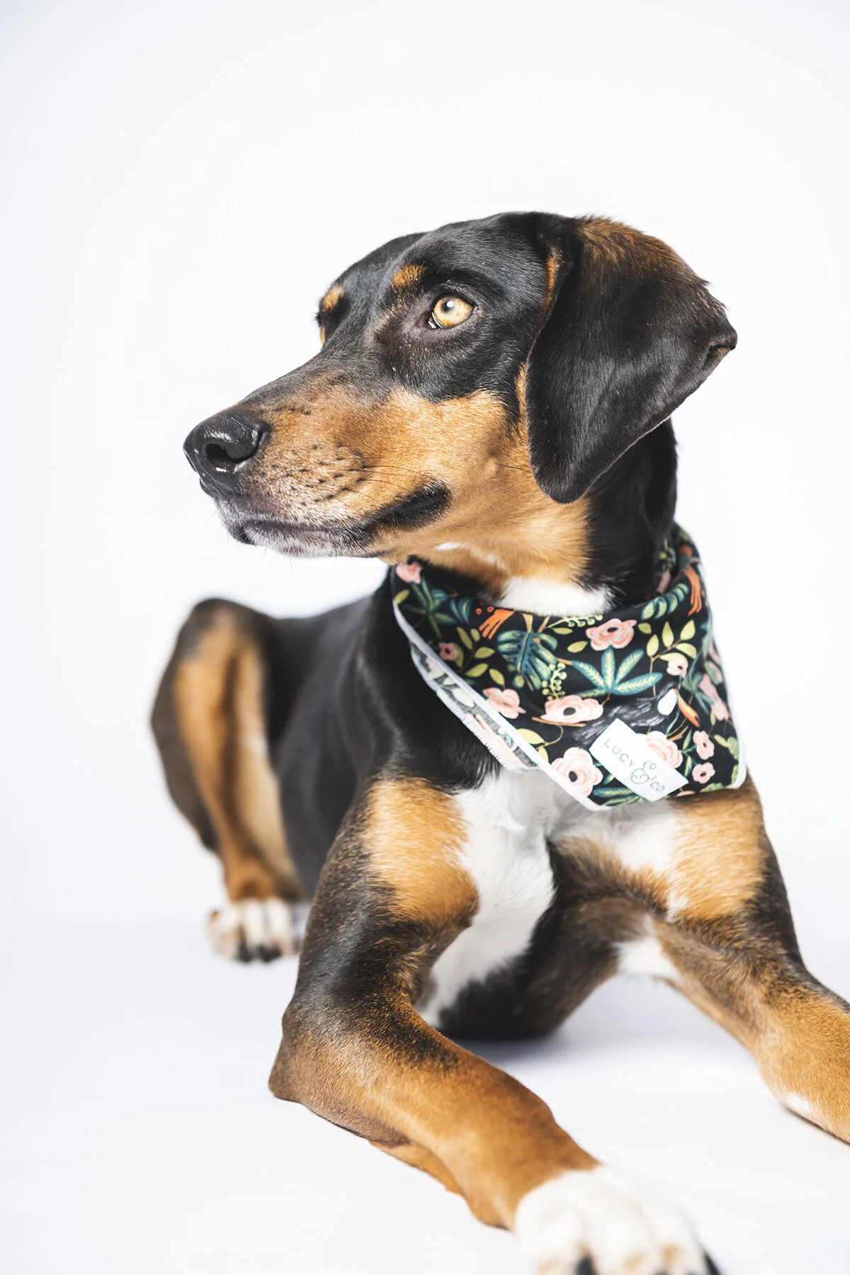 Bring Gillie home before I do.