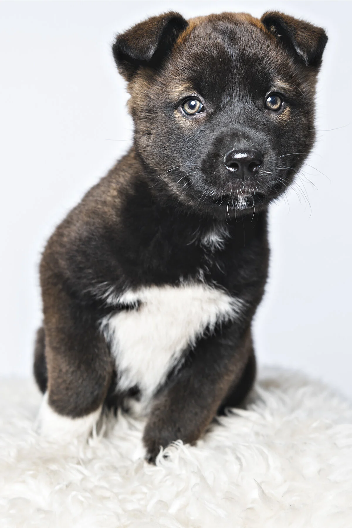 tgif! here's a puppy for you!