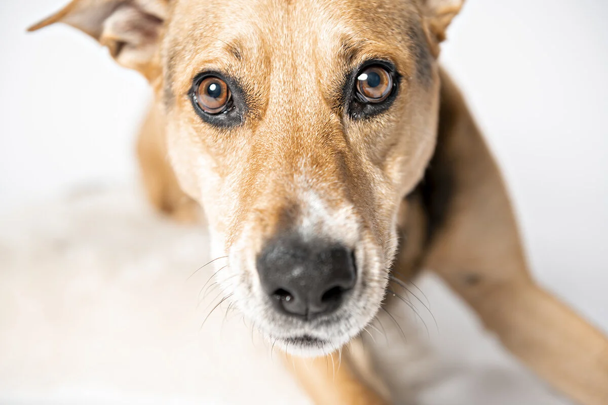Samson has the sweetest eyes
