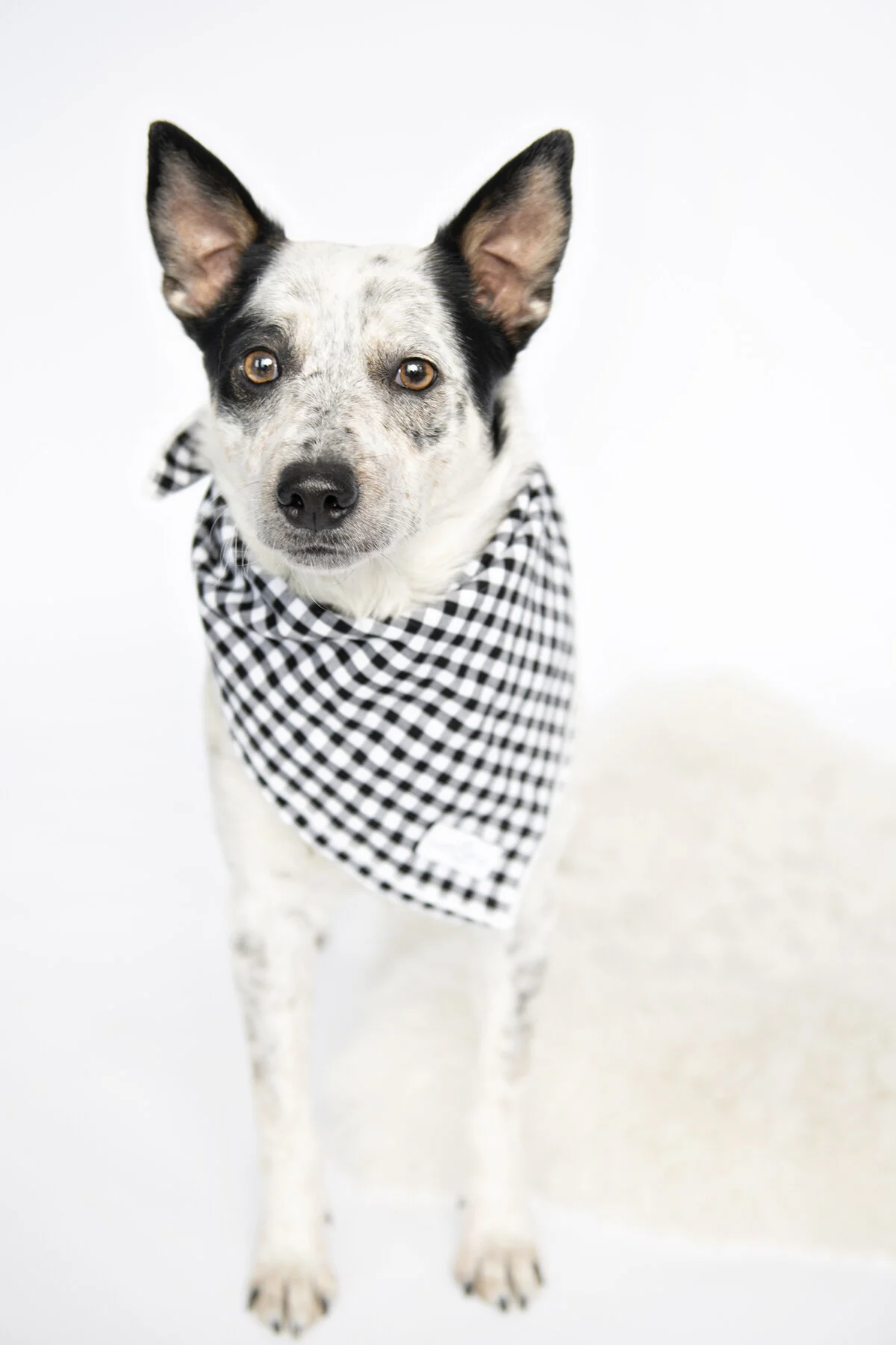 Have you seen Buddy?