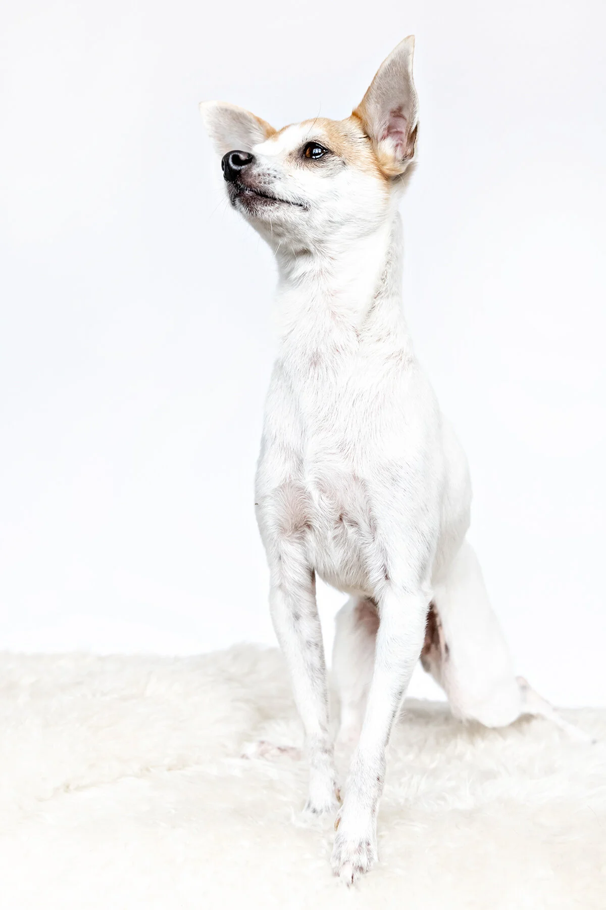 Dog days of summer, am I right?