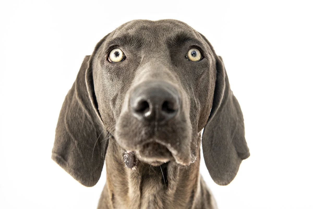 This girl needs a home