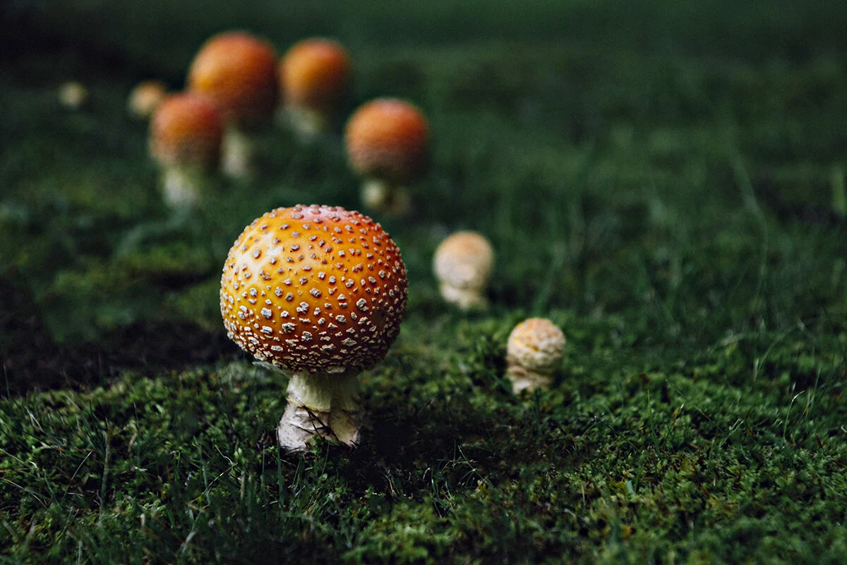 fungi