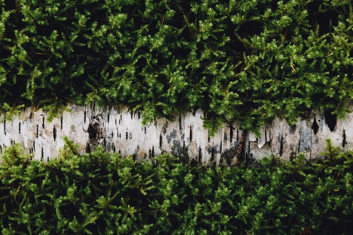 let's get to the moss