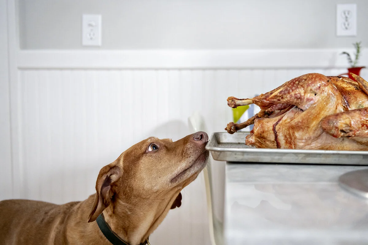 Turkeys enjoying turkey