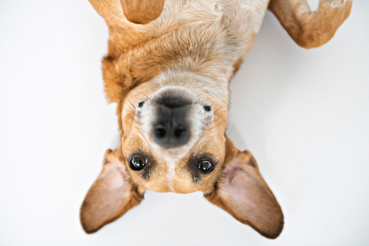 my favorite dog photos of 2019